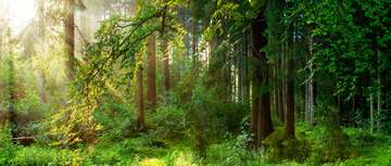 Ein nachhaltig bewirtschafteter Wald ist ein gesunder Wald